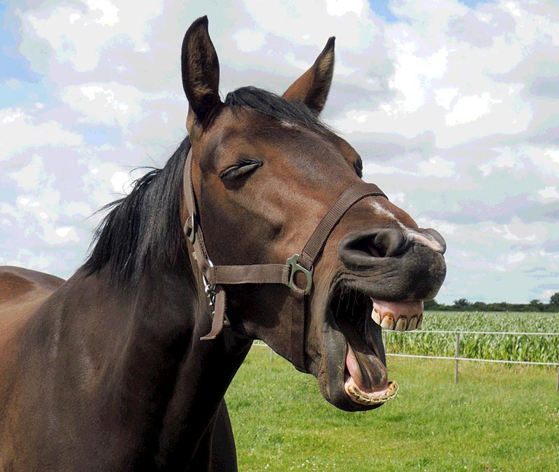 Contentbär lachend auf der Weide